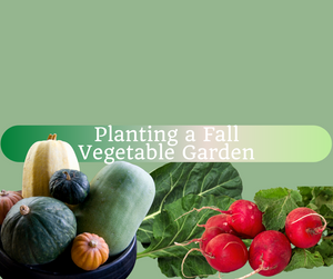 Recording: Plant a Fall Vegetable Garden