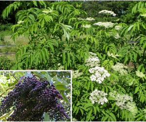 Perennial | Elderberry, Sambucus Canadensis