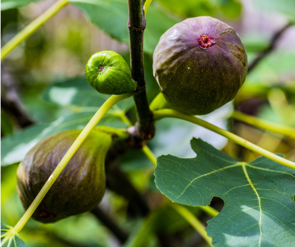 Fruit | Fig 'Brown Turkey'