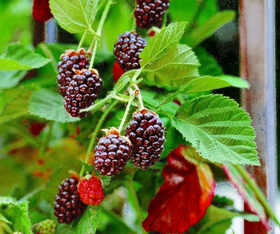 Fruit | Blackberry 'Apache Thornless'