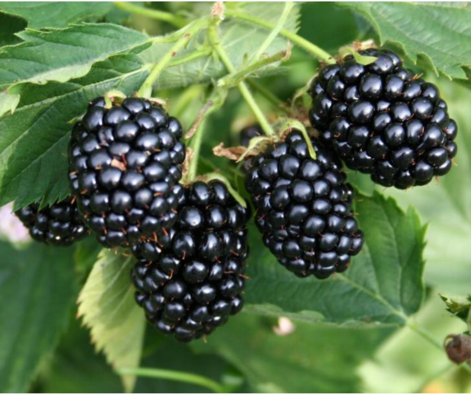 Fruit | Blackberry 'Arapaho Thornless'