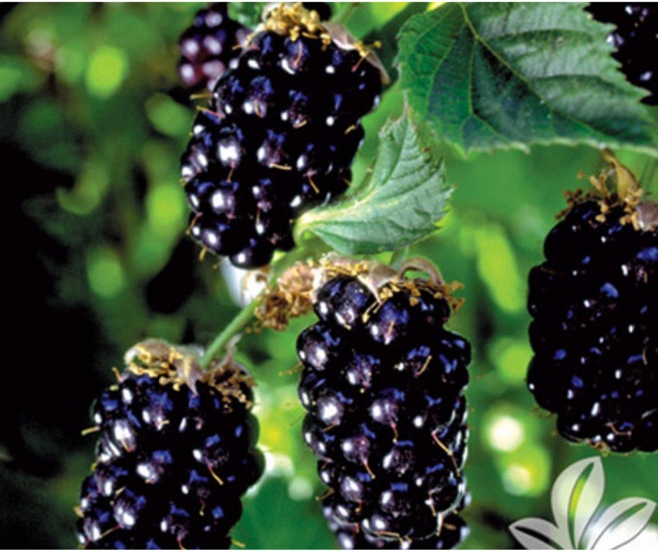 Fruit | Blackberry 'Navaho Thornless'