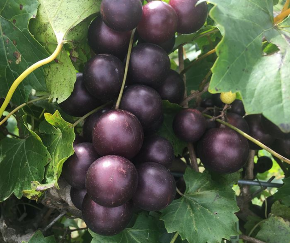 Fruit | Muscadine 'Ison'