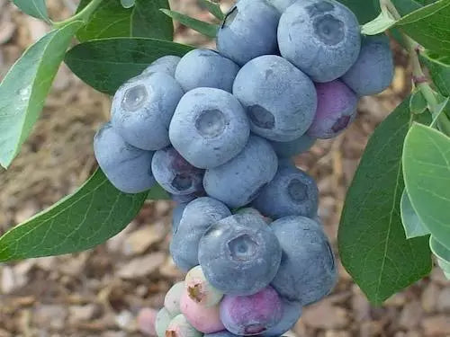 Fruit | Blueberry-Titan