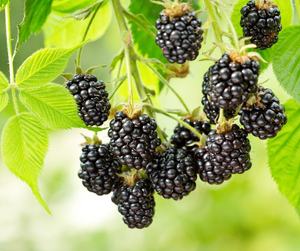 Fruit | Blackberry 'Ouachita Thornless'