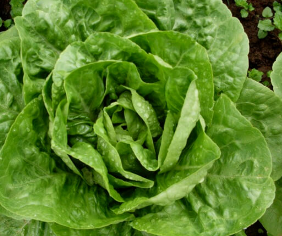 Vegetable | Lettuce, Winter Density