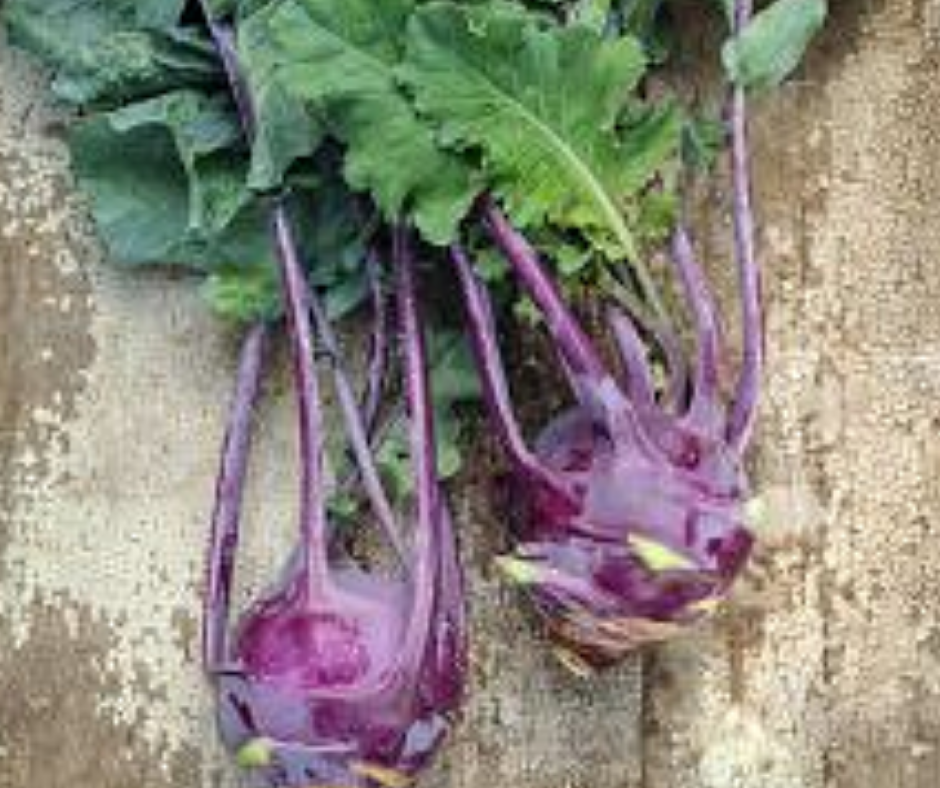 Vegetable | Kohlrabi, Purple Vienna