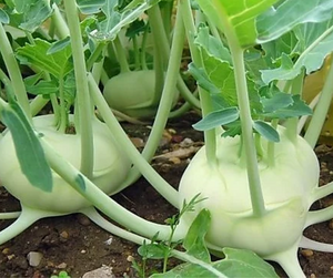 Vegetable | Kohlrabi, White Vienna