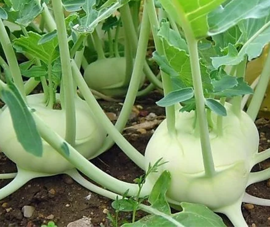 Vegetable | Kohlrabi, White Vienna