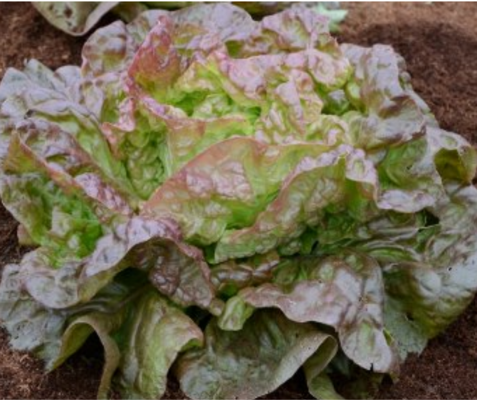 Vegetable | Lettuce, Merveille Des Quatre Saisons