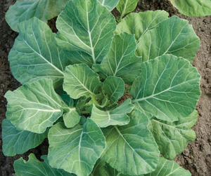 Vegetable | Collard, Champion