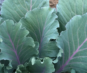 Vegetable | Collard, Ole Timey Blue