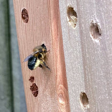 Load image into Gallery viewer, Backyard Builders: Make a Home for Mason Bees (March 2nd)
