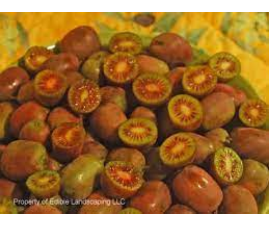 Fruit | Kiwi 'Ken's Red' (female and male pair)