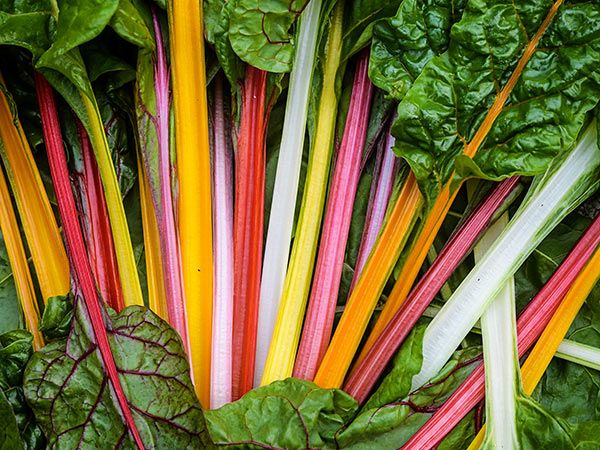 Vegetable | Chard, Five Color Silverbeet
